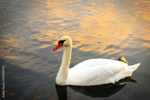 A view of a beautiful swan in the lake