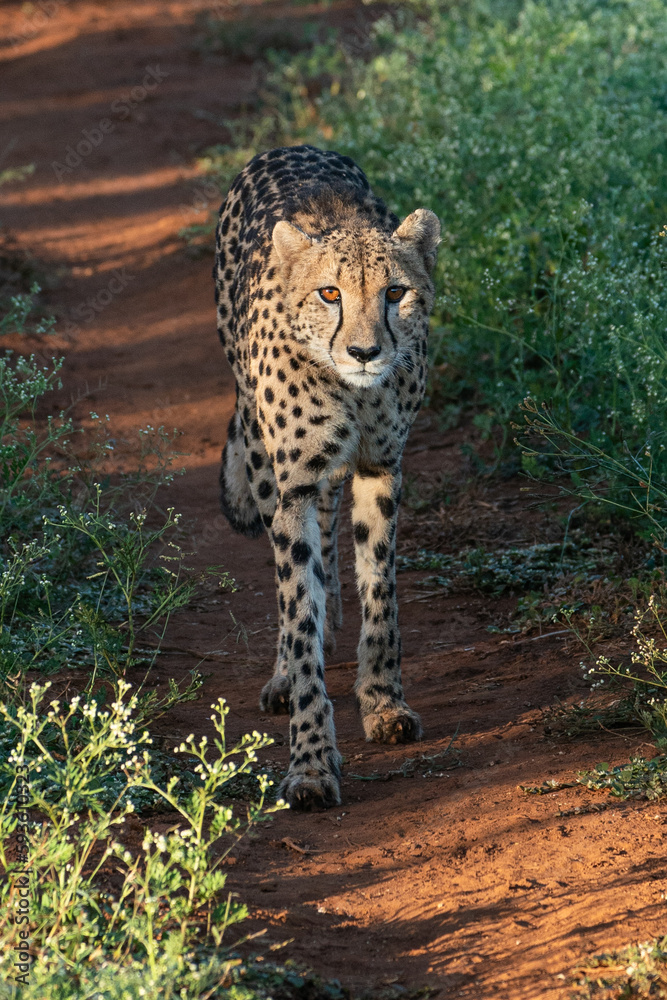 Fototapeta premium Cheetah on the prowl - african safari. Fastest land animal, spotted cat.