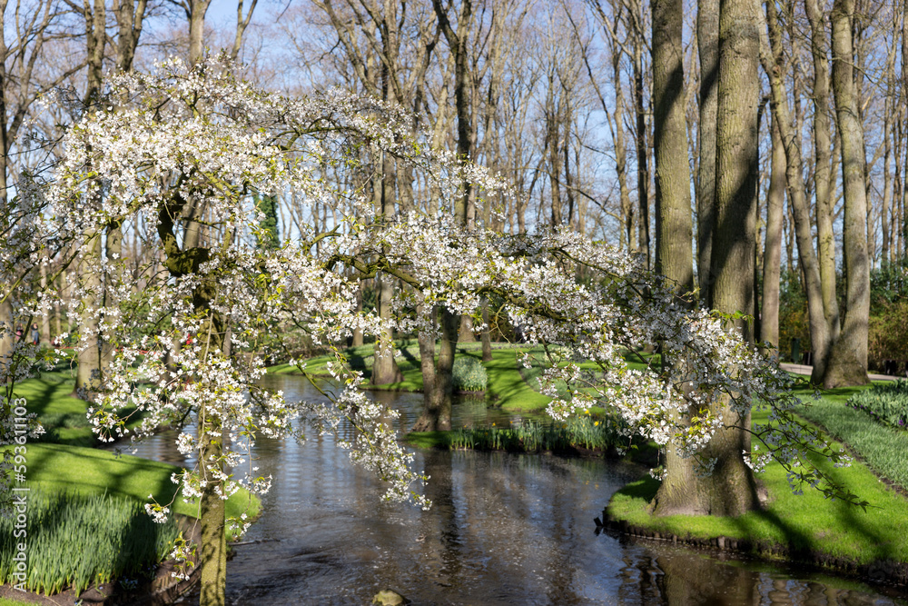 Spring awakening in Keukenhof Park. Netherlands Spring awakening in Keukenhof Park. Netherlands