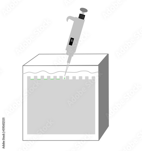 The target sample was loaded with auto pipette into the chamber of polyacrylamide gel for protein separating with SDS-PAGE electrophoresis technique