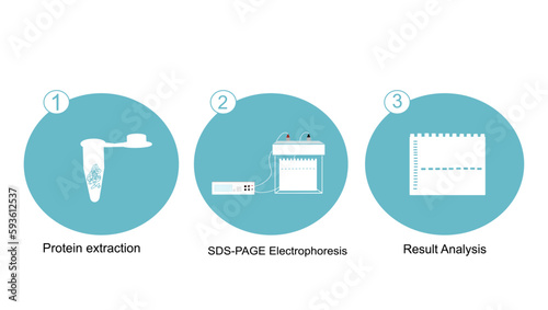 The methodology workflow of protein detection (identify, purify) with SDS-PAGE electrophoresis technique.