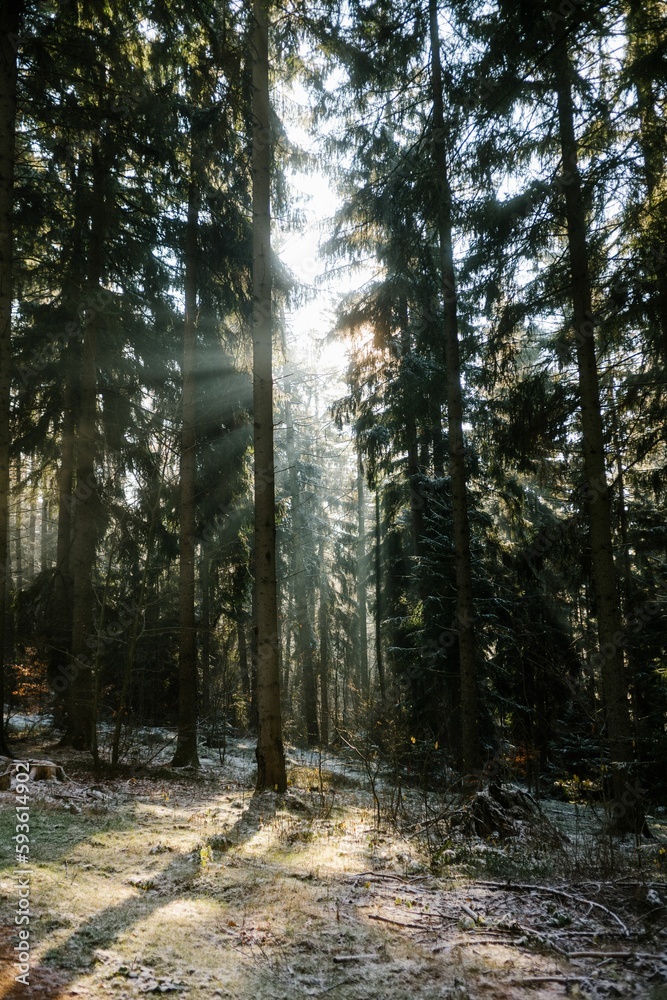 Obraz premium View of pine trees wood covered by snow under the sun light.