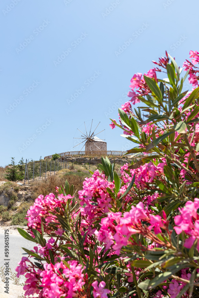 Windmühle auf der Insel Kos und blühender Oleander
