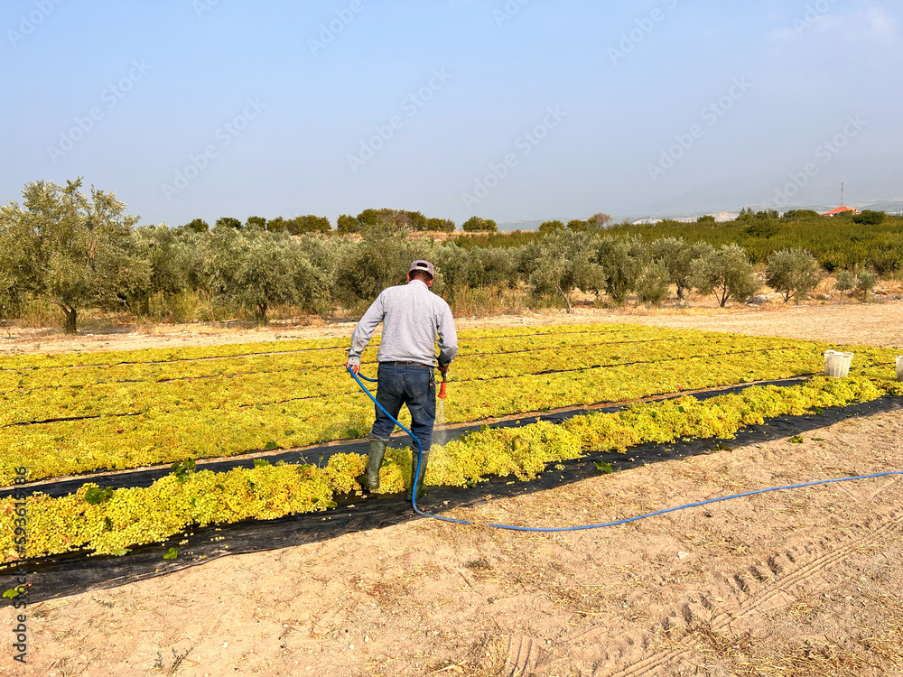 This stunning photo showcases the beauty of grape harvesting, as a