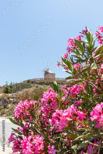 Windmühle auf der Insel Kos und blühender Oleander