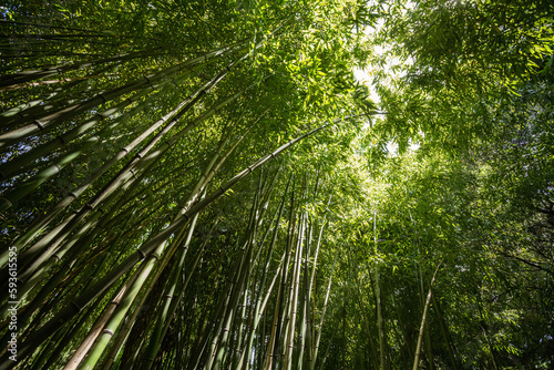 bamboo grove  green impenetrable bamboo