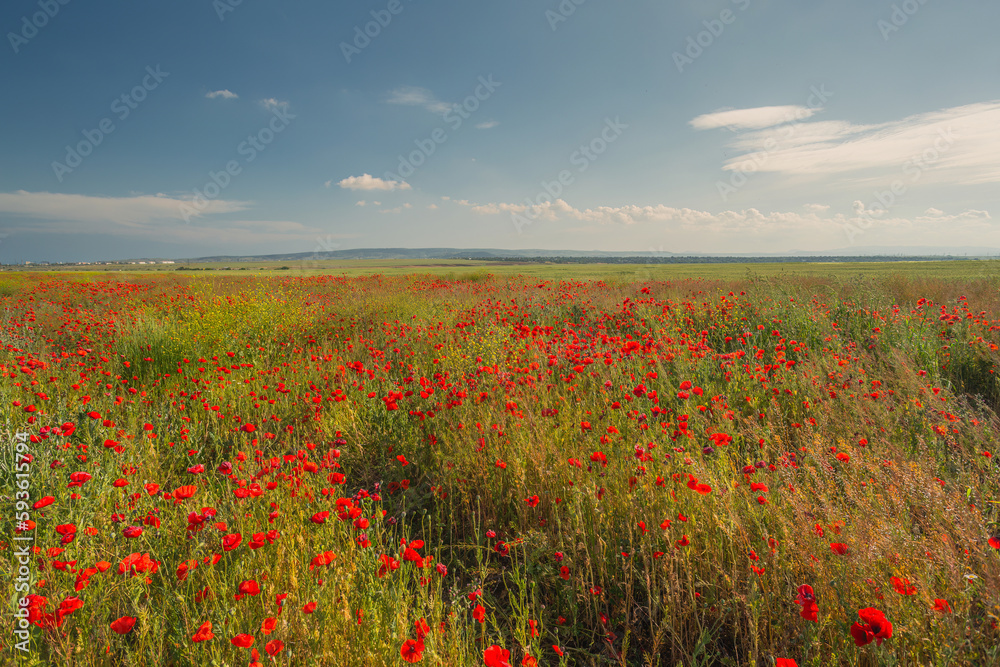 poppy field on a sunny day