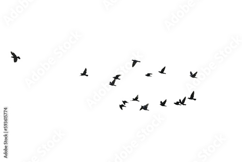 Flocks of flying pigeons isolated on white background. Save with clipping path. 