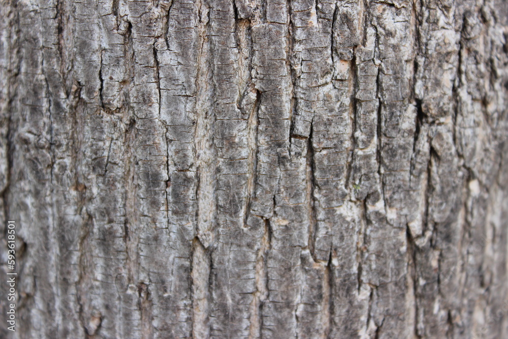 Obraz premium old wood texture