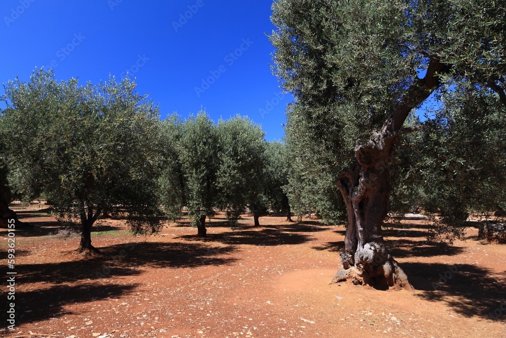 Fototapeta premium Olive grove in Apulia, Italy