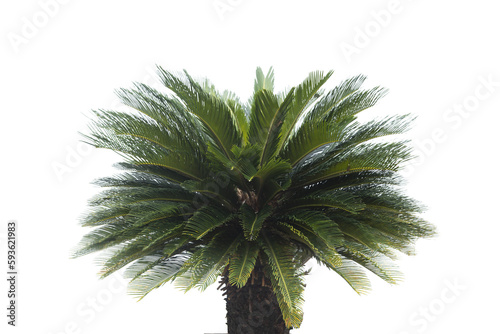 Cycad palm tree isolated on white background. Clipping path. photo