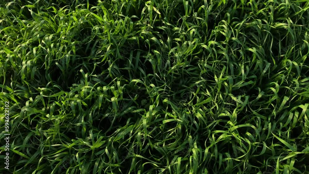 Top view of green grass in agricultural field of early spring. Natural background. Top view of green grass in agricultural field of early spring. Natural background.