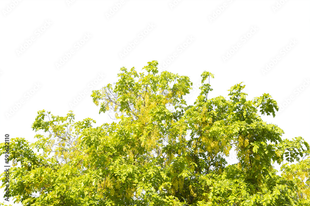 Fototapeta premium Yellow golden shower ,Cassia fistula flower tree isolated on white background. Save with clipping path.