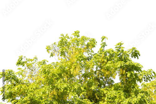 Fototapeta Naklejka Na Ścianę i Meble -  Yellow golden shower ,Cassia fistula flower tree isolated on white background. Save with clipping path.