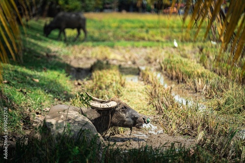 Water buffalo on a farmland lying in the mud