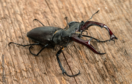 The male stag beetle sits on the background of a rough woody texture. Selective focus.