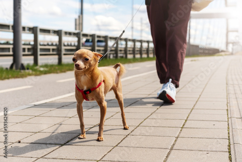 Little dog breed Toy Terrier walking together its owner outdoors in city.