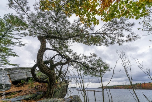 Scenic shot of a tree on the coast of a lake in killbear provincial park, Ontario, Canada photo