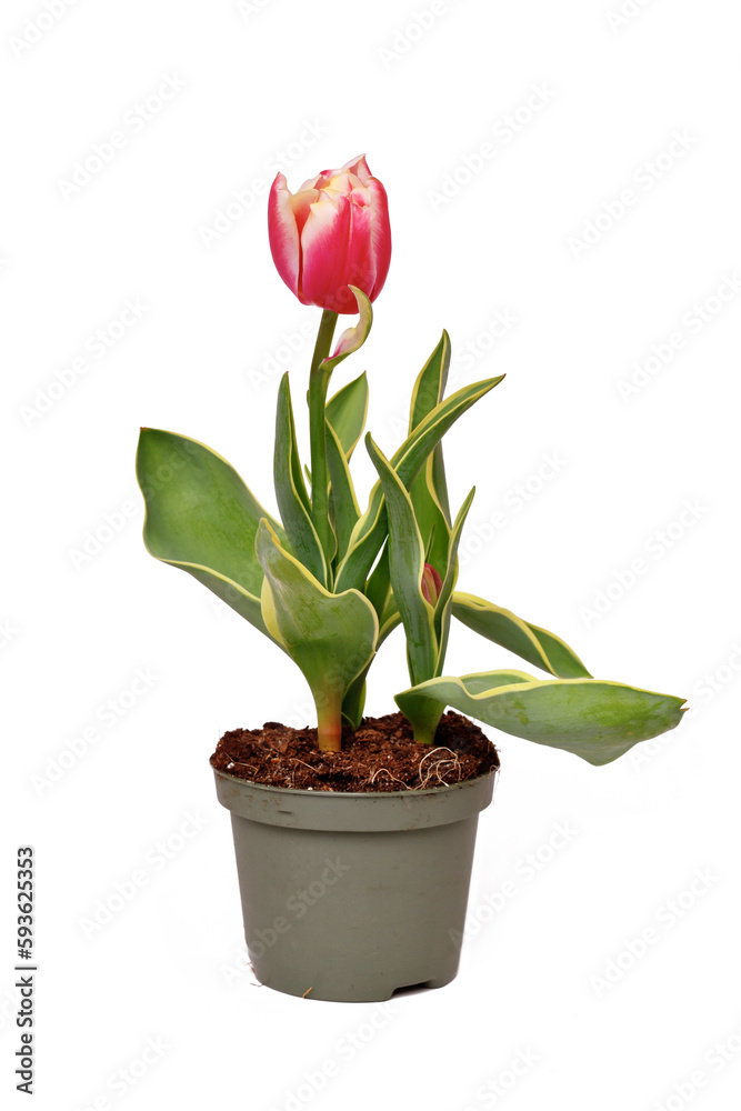 Pink 'Tulipa Red Sparks Toplips' tulip with pink color and white tips in flower pot on white background