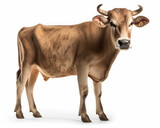 photo of Brown Swiss isolated on white background. Generative AI