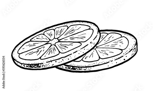 Vector sketch illustration of Lemon slices. Vintage style drawing.