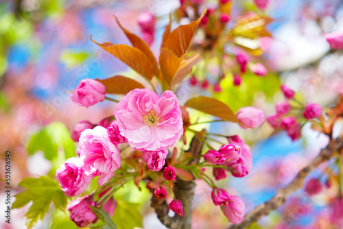 sakura flower close-up on a tree branch