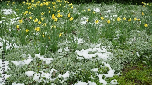 Yellow tulips and Stachys byzantina under the snow. Unexpected snowfall in spring. Flowerbed lawn design. Tulip Tulipa plant Lily Liliaceae. Stachys byzantina plant genus Chistets Stachys Lamiaceae photo