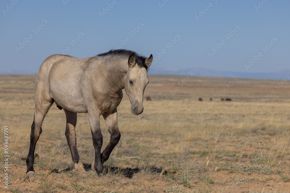 Cute Young Wild Horse in Autumn in the Wyoming Desert Cute Young Wild Horse in Autumn in the Wyoming Desert