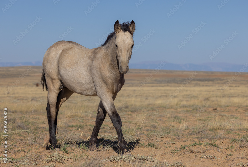 Cute Young Wild Horse in Autumn in the Wyoming Desert