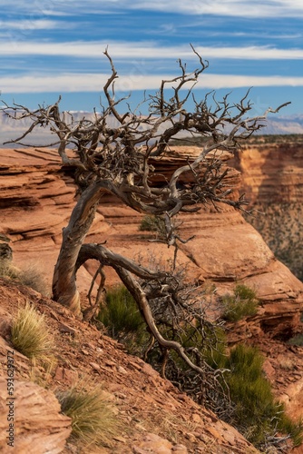 Vertical of a dried tree in Colorado National Monument  Fruita  Colorado  USA