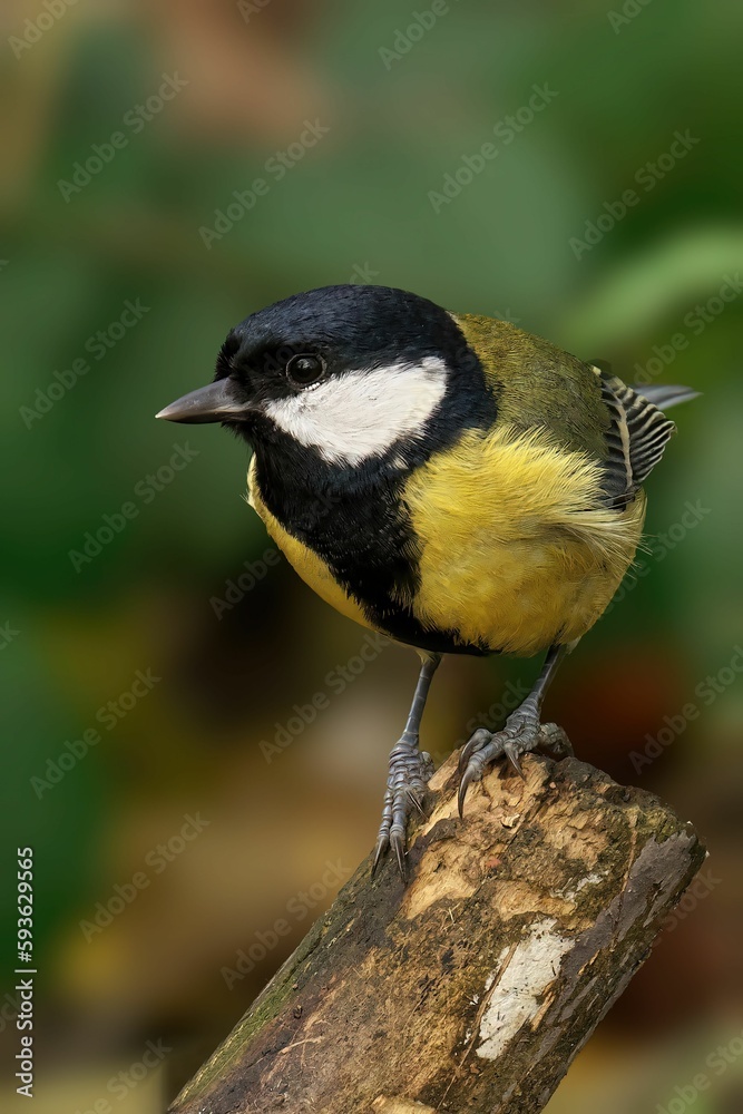 Fototapeta premium Closeup of a beautiful Great Tit on a branch in a forest during sunrise
