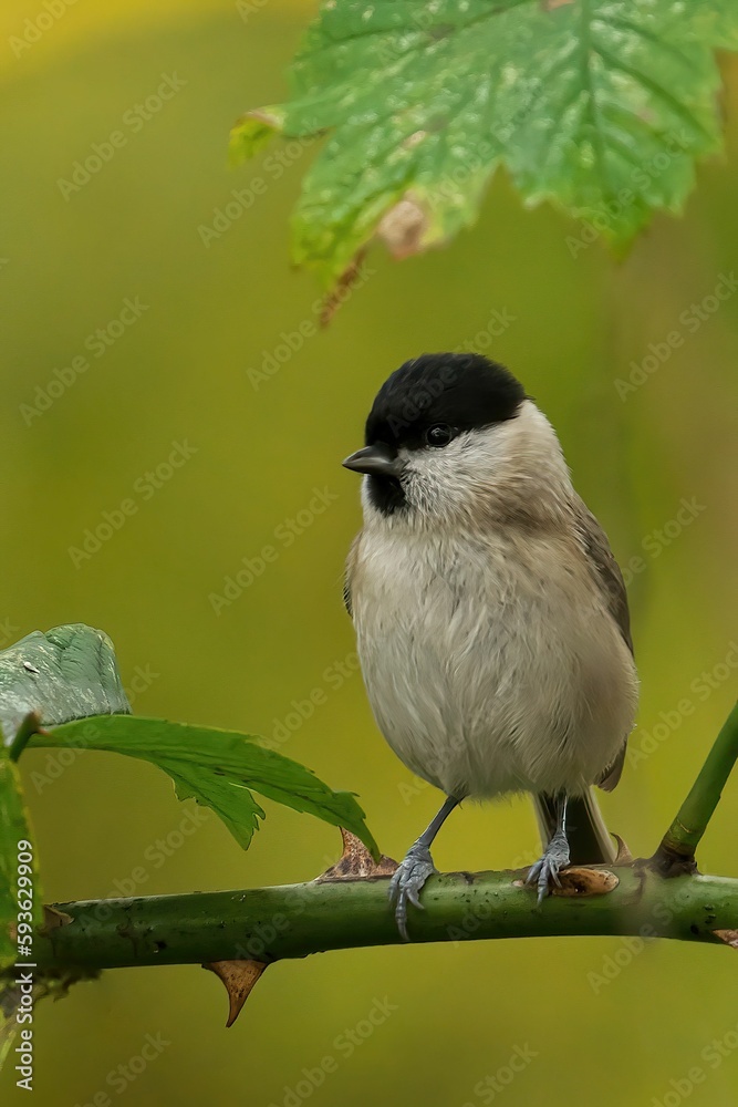 Obraz premium Closeup of a beautiful Marsh Tit on a branch in a forest during sunrise
