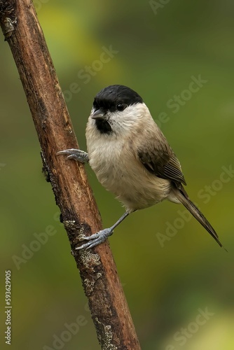 Closeup of a beautiful Marsh Tit on a branch in a forest during sunrise