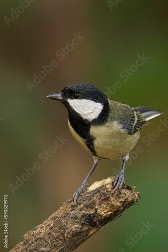 Closeup of a beautiful Great Tit on a branch in a forest during sunrise