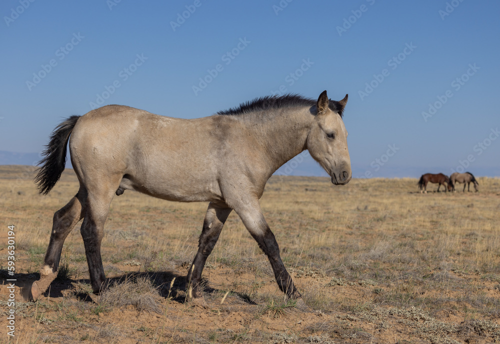 Cute Young Wild Horse in Autumn in the Wyoming Desert Cute Young Wild Horse in Autumn in the Wyoming Desert