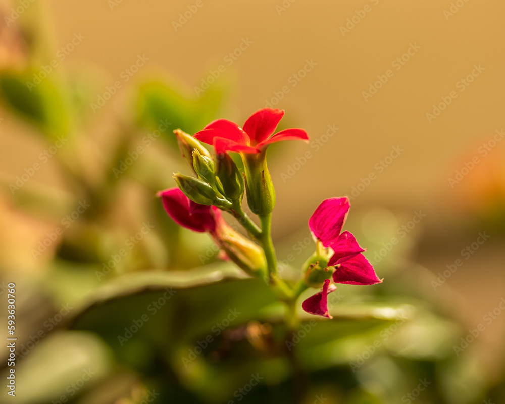 Flowering bud of houseplant Kalanchoe on a blurred background.