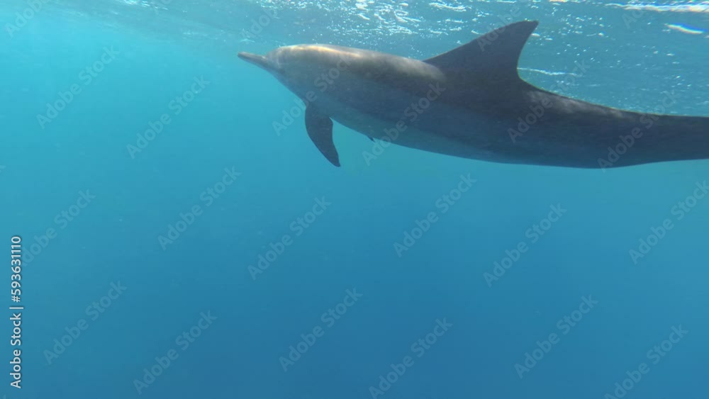 Dolphins Dolphins