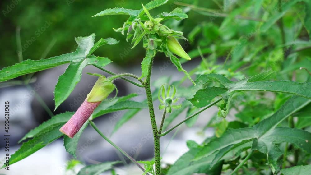 Abelmoschus moschatus (Also called Abelmosk, ambrette, annual hibiscus, Bamia Moschata, Galu Gasturi, muskdana) in nature. The plant has used in Ayurveda herbal medicine, including as an antispasmodi Abelmoschus moschatus (Also called Abelmosk, ambrette, annual hibiscus, Bamia Moschata, Galu Gasturi, muskdana) in nature. The plant has used in Ayurveda herbal medicine, including as an antispasmodi