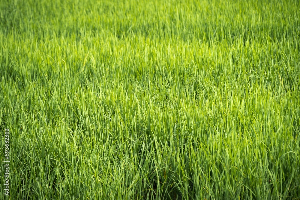 Closeup shot of bright green grass in a field on a sunny summer day, backgrounds and wallpapers
