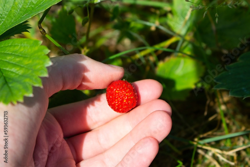 Red juicy sweet single strawberry berry in a hand in a summer garden