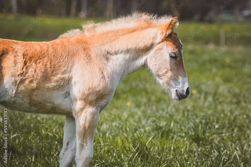Fototapeta premium Fohlen auf der Wiese