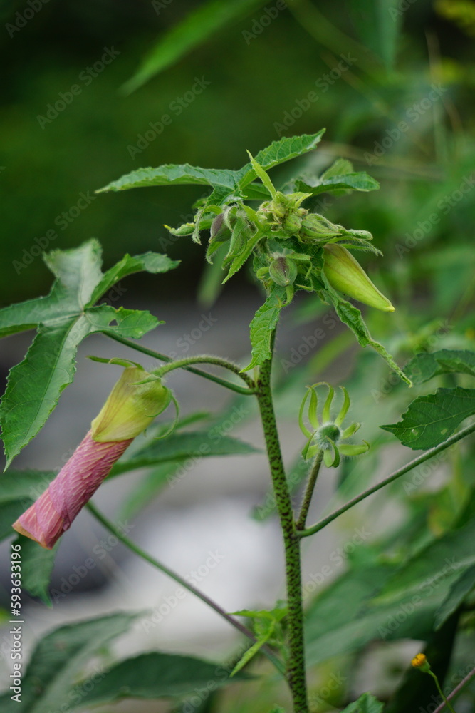 Abelmoschus moschatus (Also called Abelmosk, ambrette, annual hibiscus, Bamia Moschata, Galu Gasturi, muskdana) in nature. The plant has used in Ayurveda herbal medicine, including as an antispasmodi