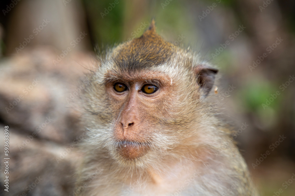 Langschwanzmakake Makake Affe Primat Javaneraffe Langschwanzmakake Makake Affe Primat Javaneraffe