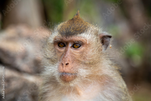 Langschwanzmakake Makake Affe Primat Javaneraffe