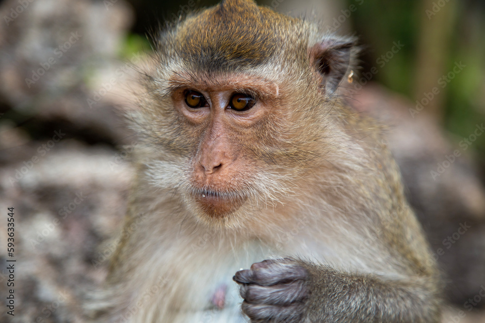 Langschwanzmakake Makake Affe Primat Javaneraffe Langschwanzmakake Makake Affe Primat Javaneraffe