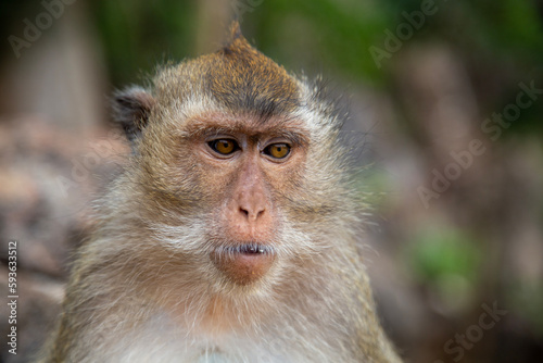Langschwanzmakake Makake Affe Primat Javaneraffe