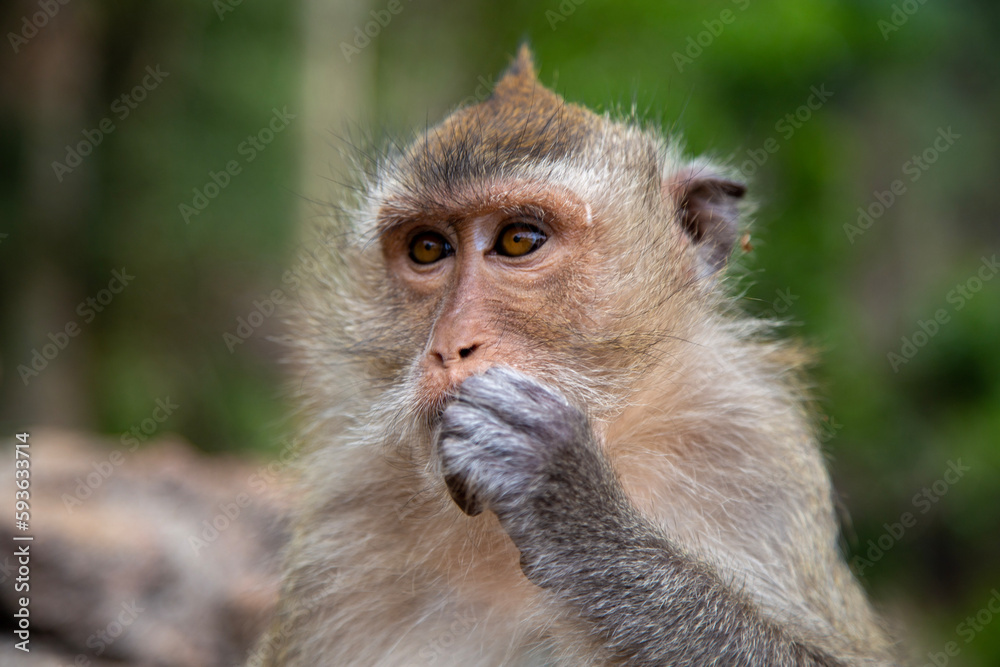 Langschwanzmakake Makake Affe Primat Javaneraffe Langschwanzmakake Makake Affe Primat Javaneraffe