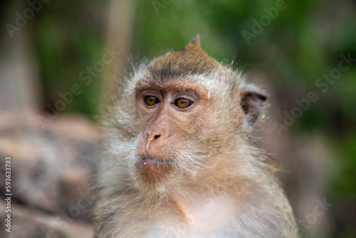 Langschwanzmakake Makake Affe Primat Javaneraffe © eremit08
