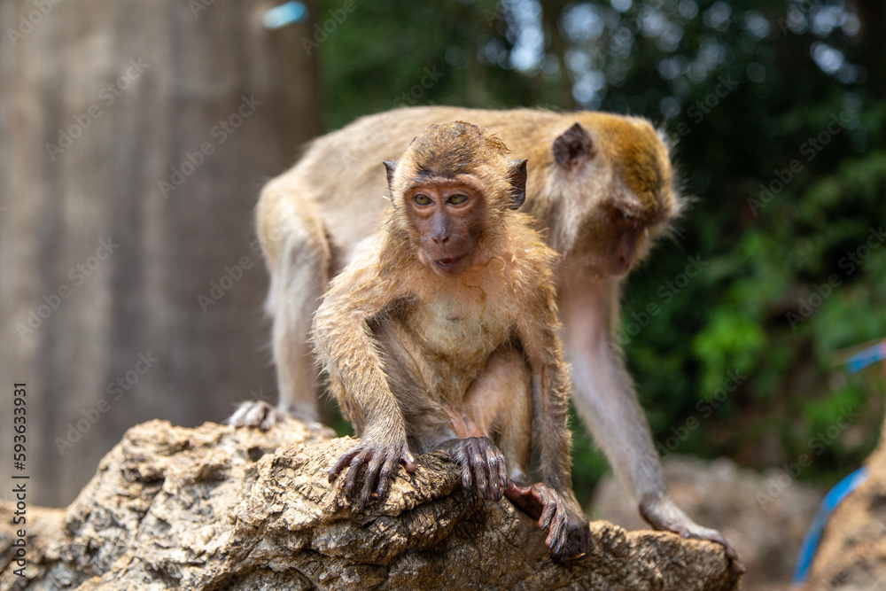 Langschwanzmakake Makake Affe Primat Javaneraffe Langschwanzmakake Makake Affe Primat Javaneraffe