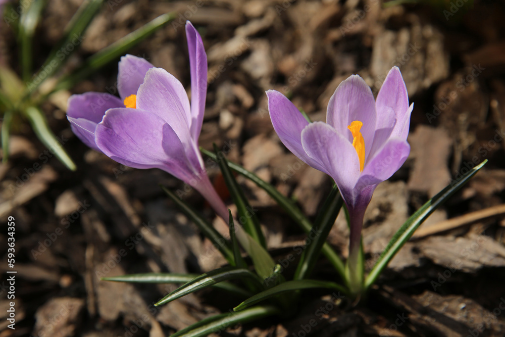 blurred floral background, crocus flowers on a sunny day